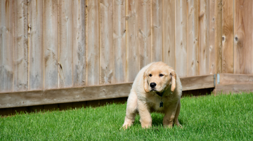 The Portable Dog Poop Scooper: A Must-Have for On-the-Go Pet Parents