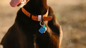 Capture Your Pet’s Adventures with the Wireless Action Camera Collar