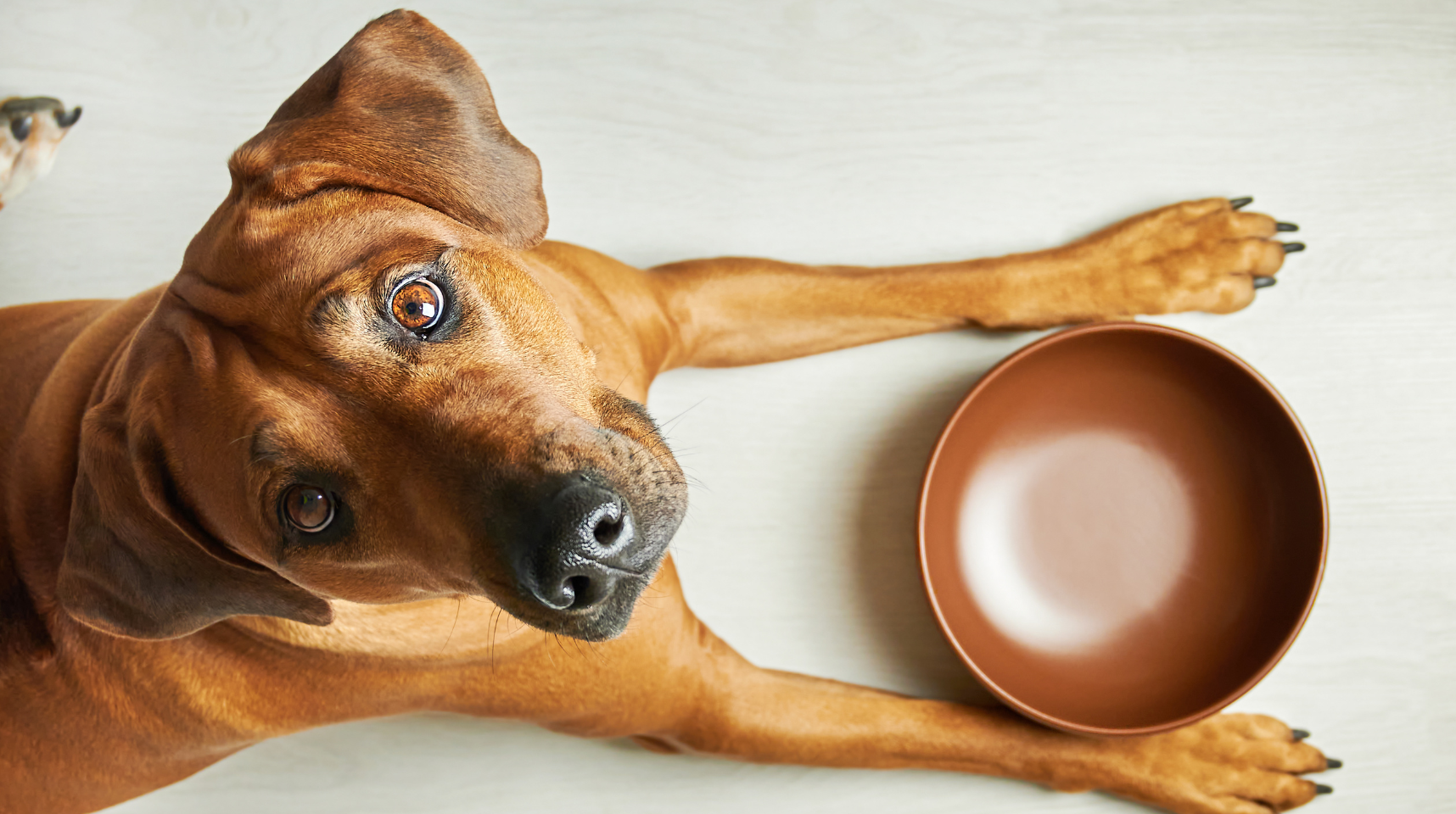 Revolutionise Mealtime: Why Every Pet Owner Needs a Spill-Proof Silicone Pet Bowl